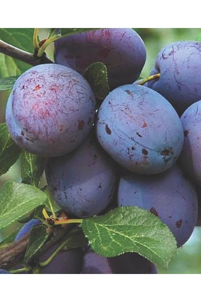 Слива домашня Блек Джем